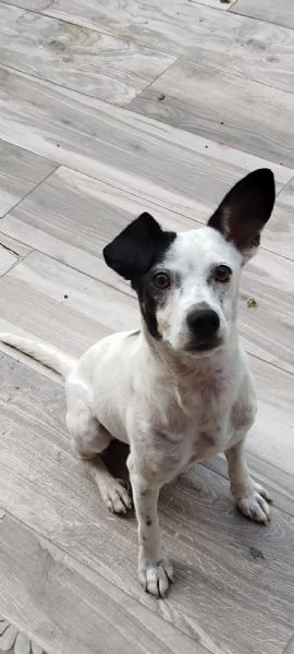 Macchietta piccolina abbandonata | Foto 0