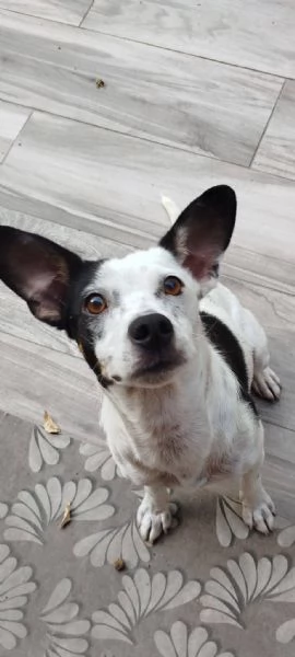 Macchietta piccolina abbandonata