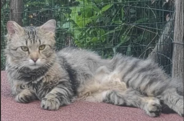 Il tenero Lucio cerca una famiglia