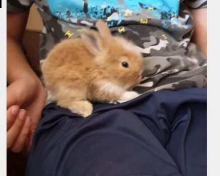 coniglietti ariete e testa di leone | Foto 0