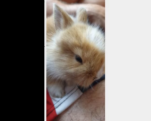 coniglietti ariete e testa di leone