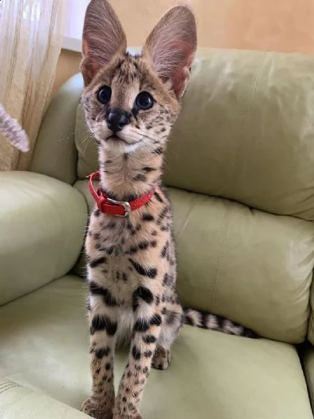 cuccioli di serval | Foto 0