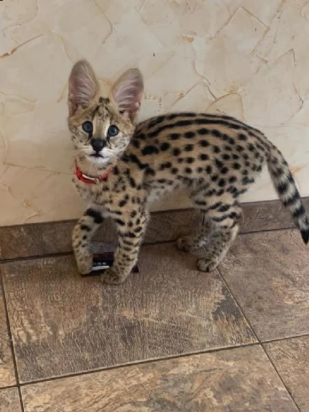 cuccioli di serval
