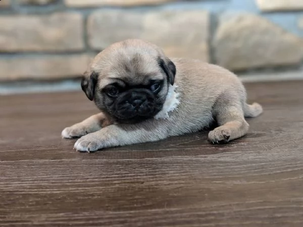 attraente cucciolo di pug in vendita