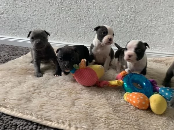 cuccioli di pitbull fantastici sia maschi che femmine  | Foto 0