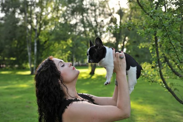cucciola di bouledogue francese bianco e nero femmina