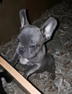 vendo cucciolotti di bouledogue francese, 90 giorni