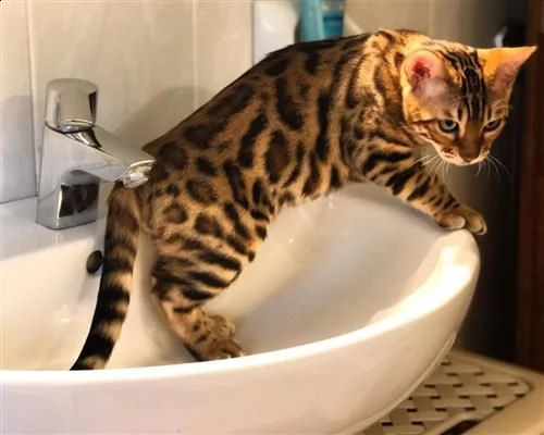  cuccioli di meravigliosi bengala