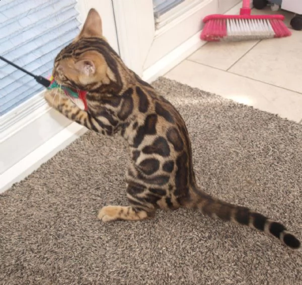cuccioli del bengala disponibili | Foto 1