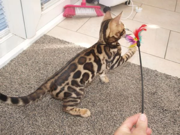 cuccioli del bengala disponibili | Foto 0