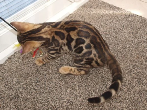 cuccioli del bengala disponibili