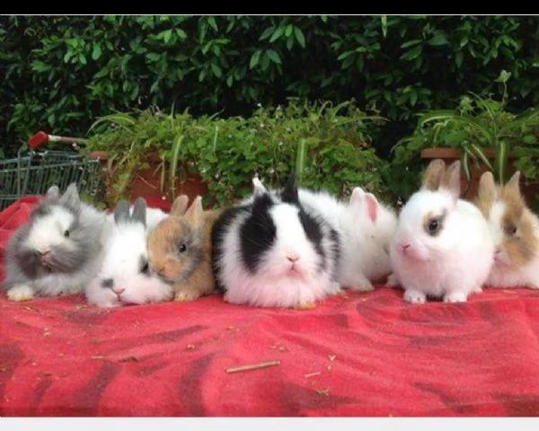 vendiamo cuccioli di conigli nani, arieti e testa di leone, di tutti i colori.
