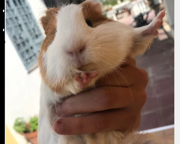 disponibili cuccioli coniglio nano angora