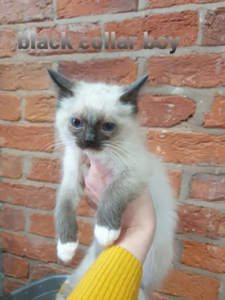 bellissimi gattini ragdoll. | Foto 3