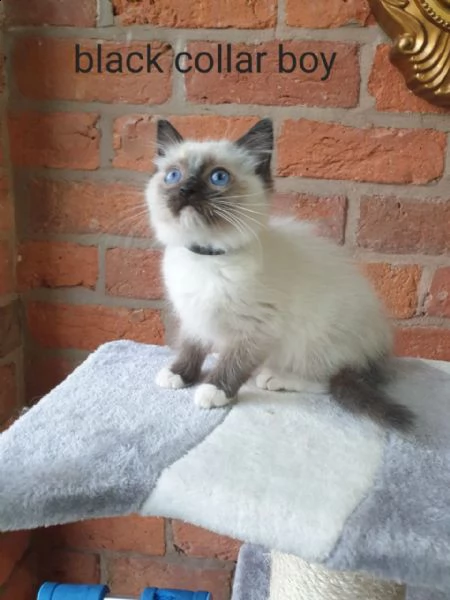 bellissimi gattini ragdoll. | Foto 2
