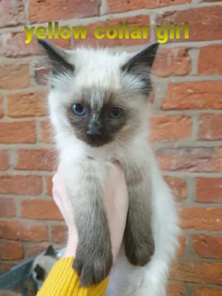 bellissimi gattini ragdoll. | Foto 1