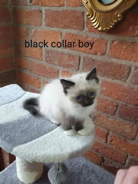 bellissimi gattini ragdoll. | Foto 0