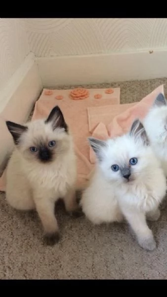 cuccioli ragdoll blu bicolor con pedigree
