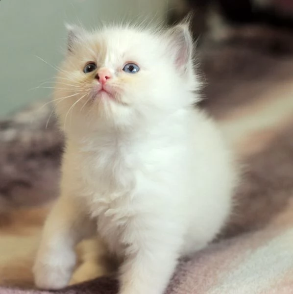 meravigliosi cuccioli ragdoll