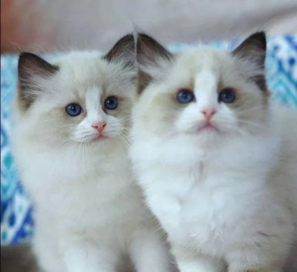 gattini disponibili ragdoll | Foto 0