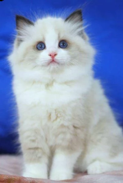 gattini disponibili ragdoll