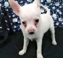 bella cucciolata di chihuahua