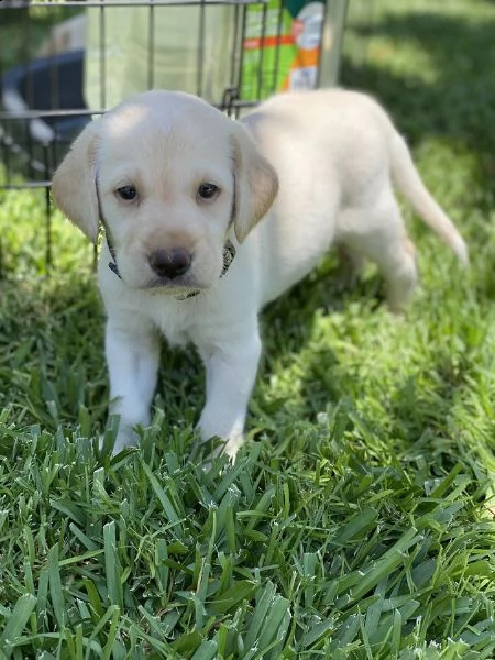 vendita cuccioli di labrador puri e con pedigree 