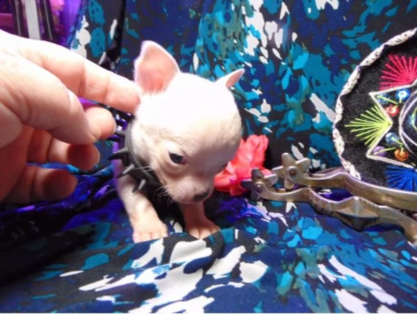 vendita cucciolo chihuahua maschio 