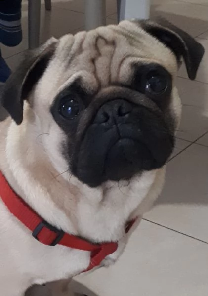 regalo carlino maschio di 16 mesi