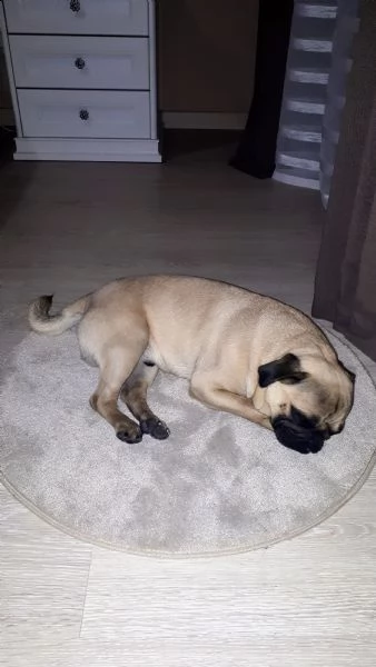regalo carlino maschio di 16 mesi | Foto 2