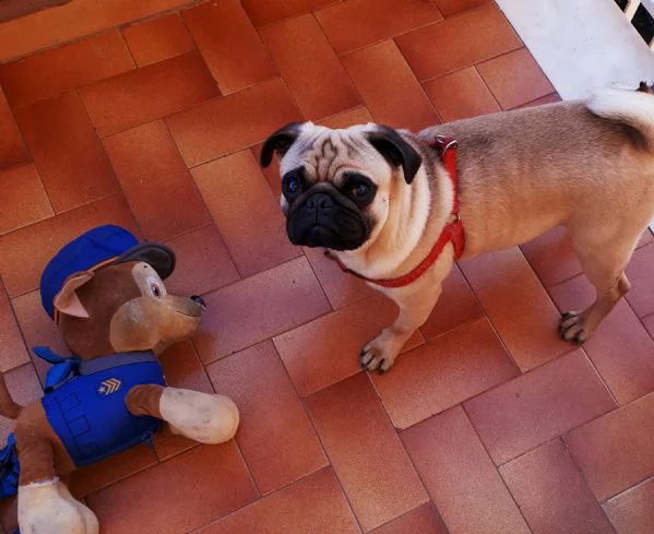 regalo carlino maschio di 16 mesi | Foto 1