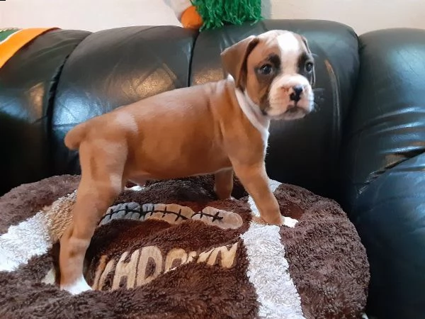 vendita cucciolo boxer italiani di alta genealogia