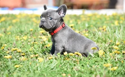 adorabili cuccioli di bulldog francese maschi e femmine