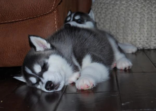 cucciolo siberian husky, cucciole alta | Foto 0