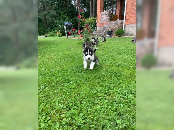 prezioso husky siberiano con pedigree | Foto 2