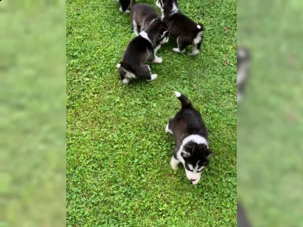 prezioso husky siberiano con pedigree | Foto 1