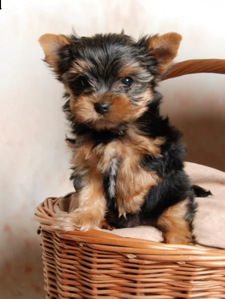 fantastici cuccioli yorkshire