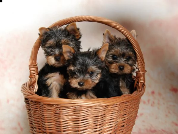 fantastici cuccioli yorkshire | Foto 2
