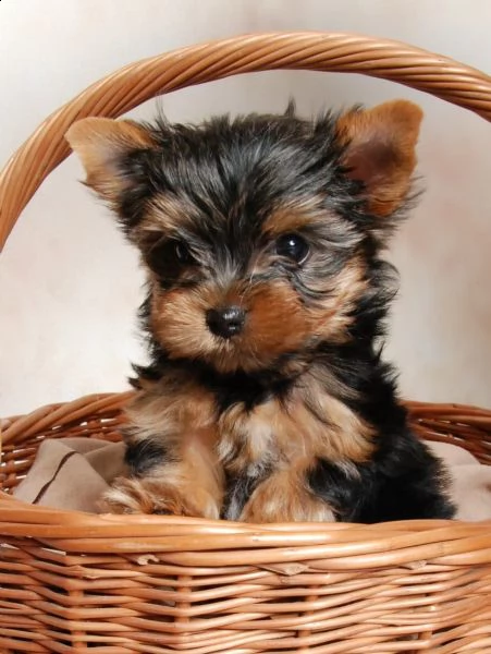 fantastici cuccioli yorkshire | Foto 1