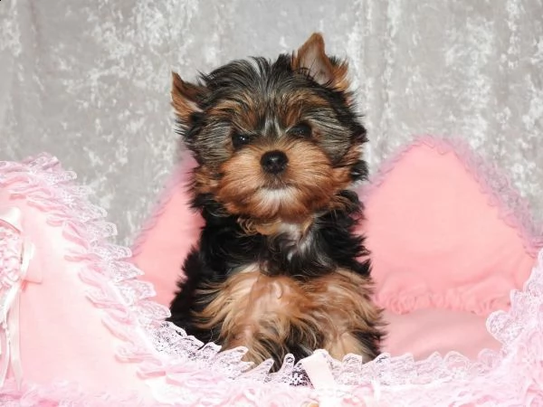 fantastici cuccioli yorkshire | Foto 0