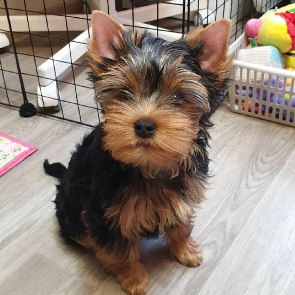 cuccioli belli e intelligenti