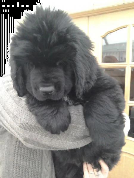  cuccioli di cane di terranova | Foto 4