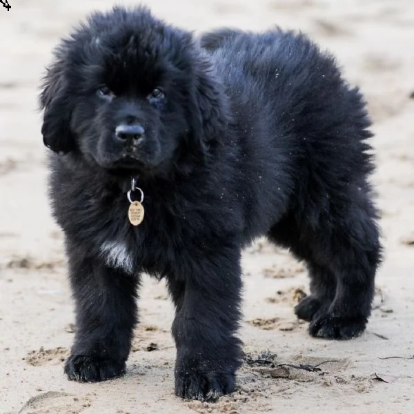  cuccioli di cane di terranova | Foto 0