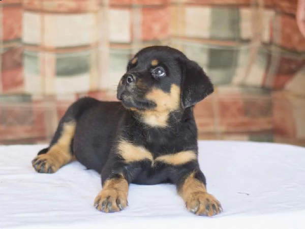 disponibili cuccioli rottweiler alta genealogia  | Foto 4