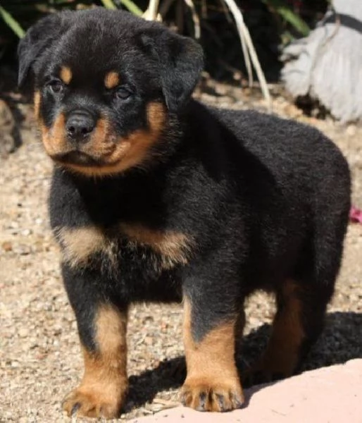 disponibili cuccioli rottweiler alta genealogia  | Foto 3
