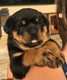 disponibili cuccioli rottweiler alta genealogia  | Foto 2