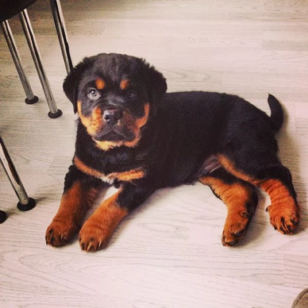 disponibili cuccioli rottweiler alta genealogia 