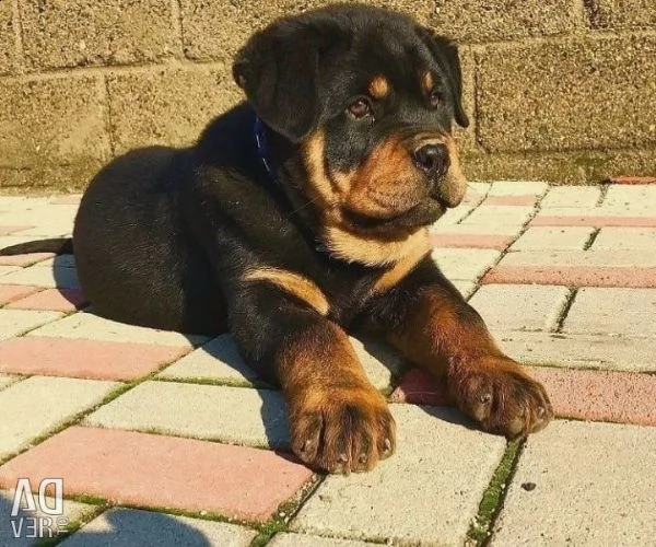 disponibili cuccioli rottweiler alta genealogia  | Foto 0