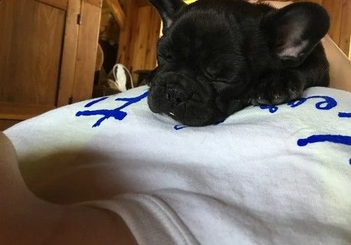adorabili cuccioli di bulldog frances maschi e femmine pronti per l'adozione, per favore contattami  | Foto 0