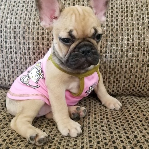 cuccioli di bulldog francese per adozione 